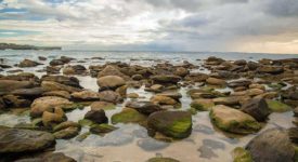 Holiday Program – Marine Explorers
