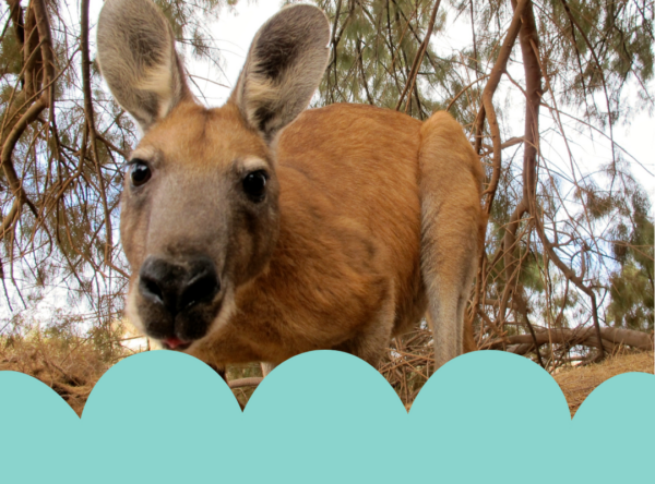02. Ballarat Wildlife Park